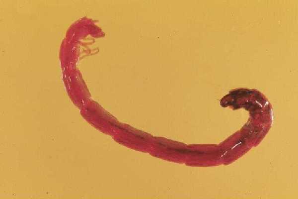 download bloodworms near me